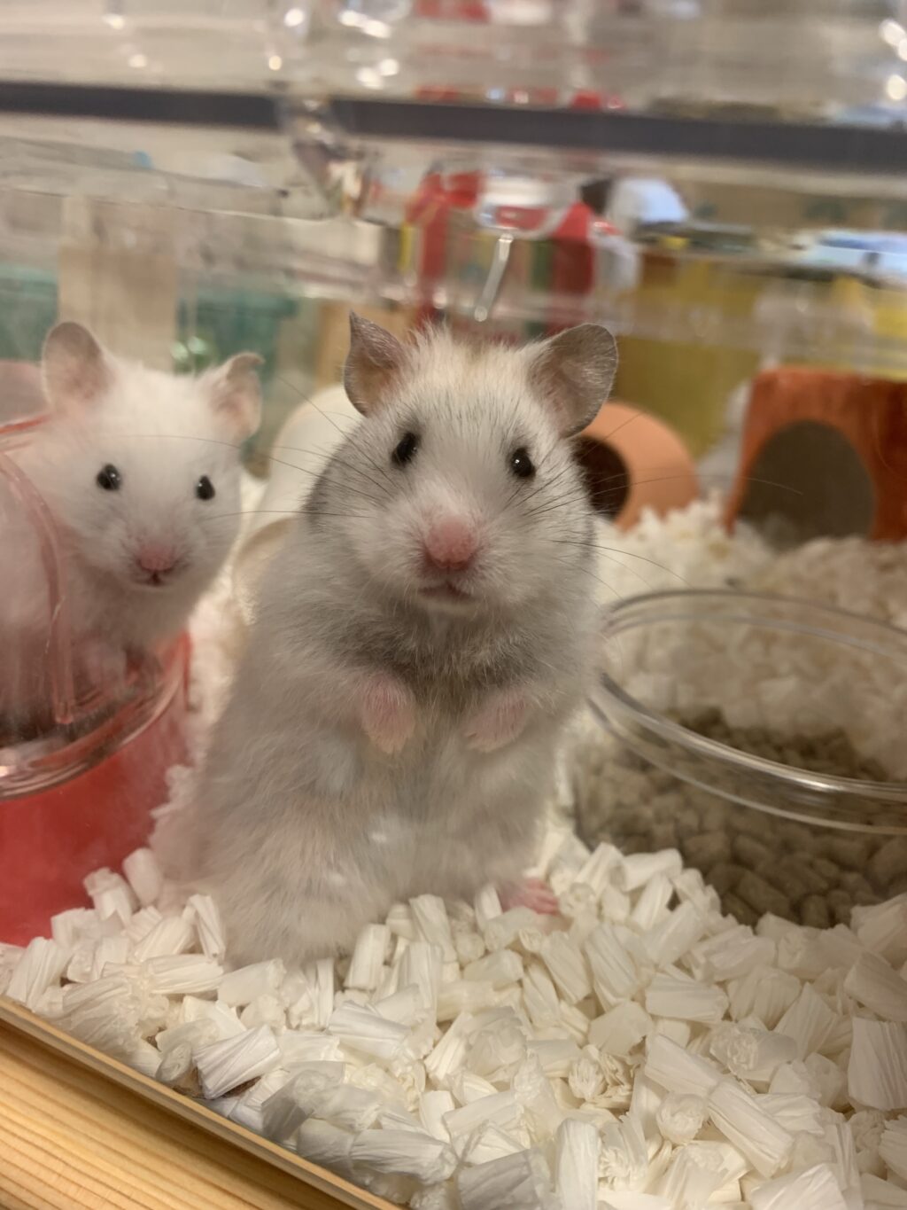 我が家のハムスター事情【12匹になってしまいました】 | 苫小牧