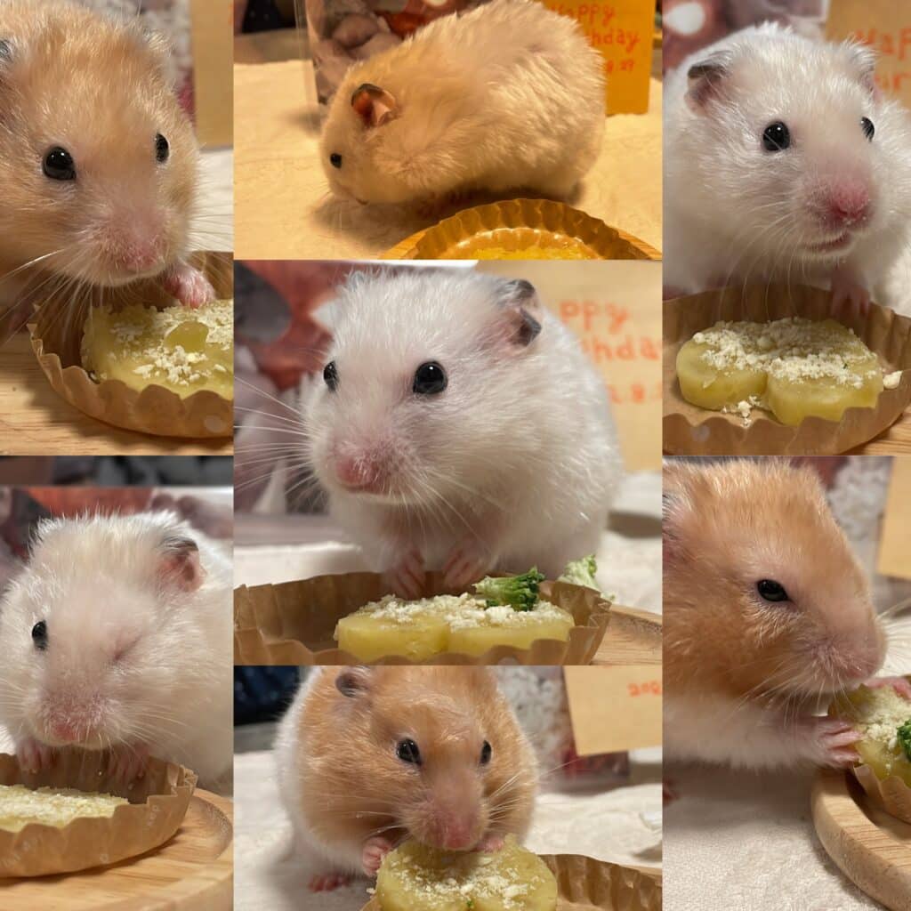 ハムスターの赤ちゃん1歳