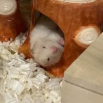 ハムスターの赤ちゃん男の子