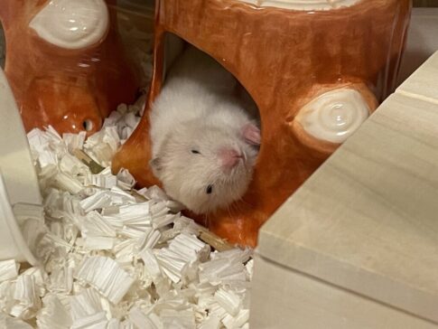 ハムスターの赤ちゃん男の子