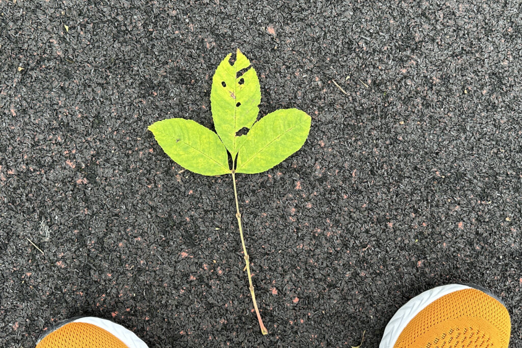 歩く道に葉っぱ